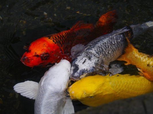 Water pond orange golden Photo