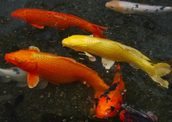 Water pond orange red Photo