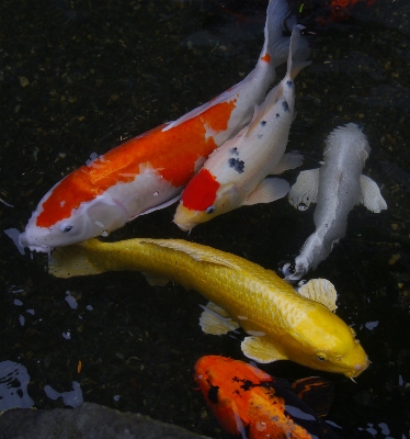 Water pond orange red Photo