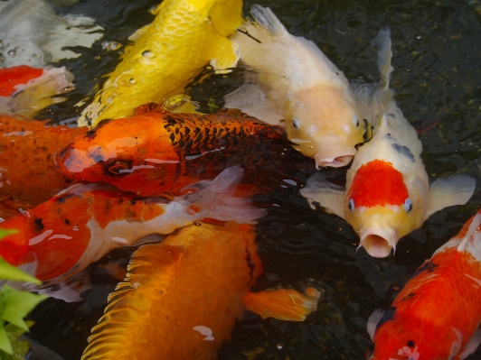 Water pond orange red Photo