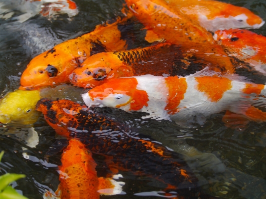 Water pond orange red Photo