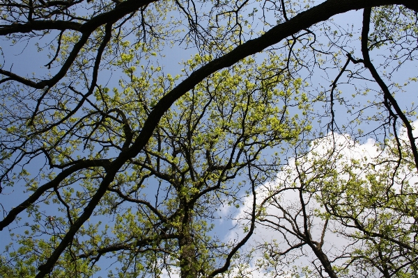 Foto Pohon alam hutan rumput