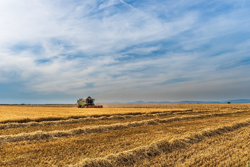 Paysage mer herbe horizon