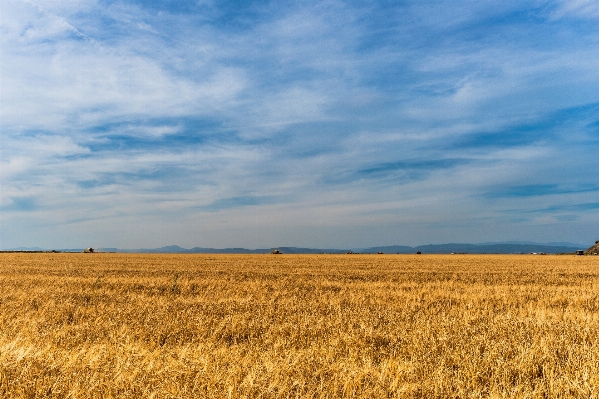 Landscape grass horizon cloud Photo