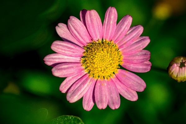 Nature blossom plant photography Photo