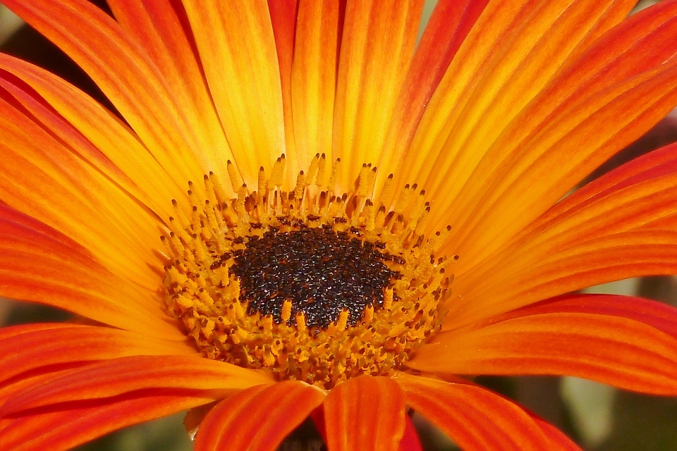 Nature plant sunlight flower