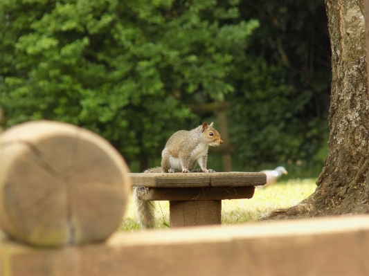 Nature outdoor branch animal Photo