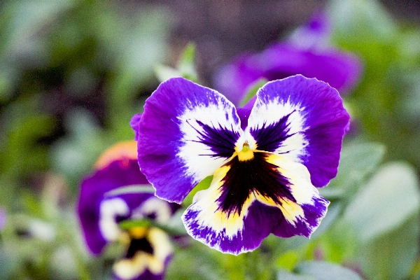 Nature outdoor blossom growth Photo