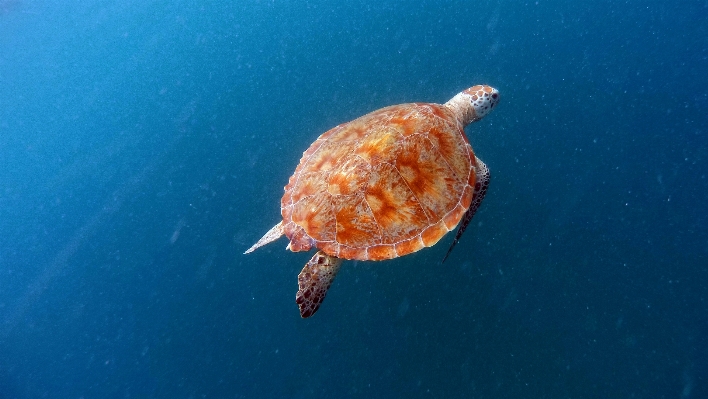 Foto água natureza oceano verão