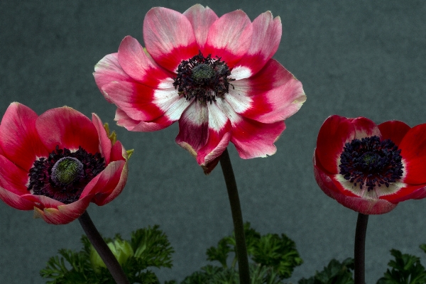 Plant flower petal red Photo