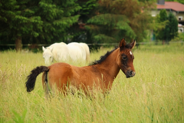 Grass meadow prairie wildlife Photo