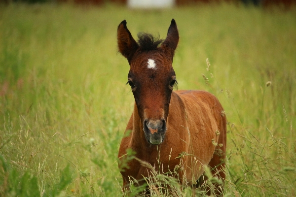 Grass meadow prairie wildlife Photo