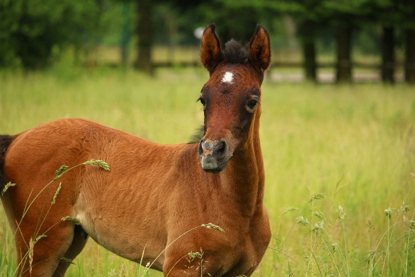 Grass meadow prairie wildlife Photo