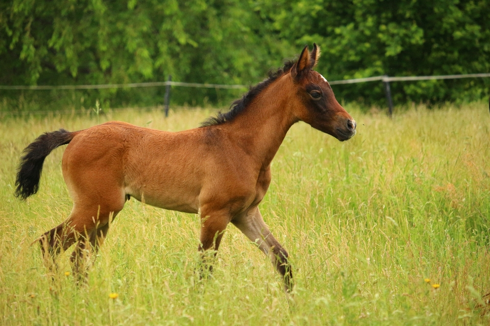 Herbe prairie
 pâturage
 cheval