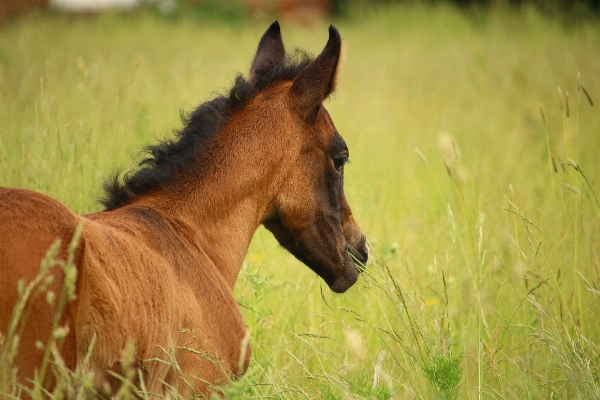 Grass meadow prairie pasture Photo