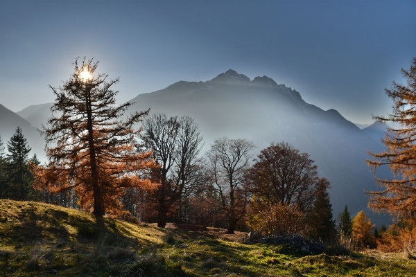 Фото пейзаж дерево природа лес