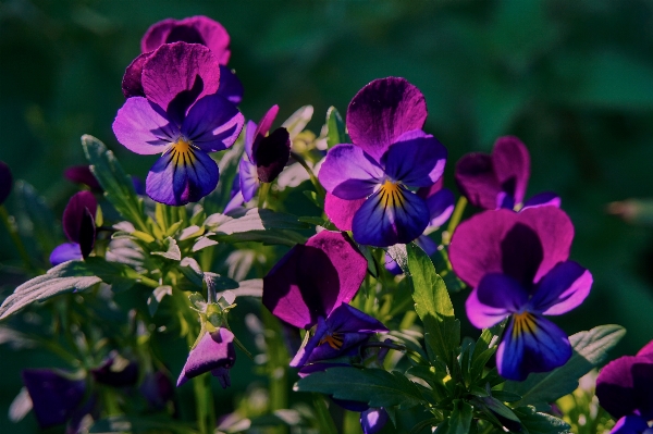 Foto Natura pianta fiore petalo