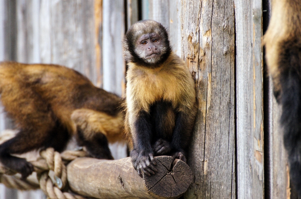 自然 動物 野生動物 動物園