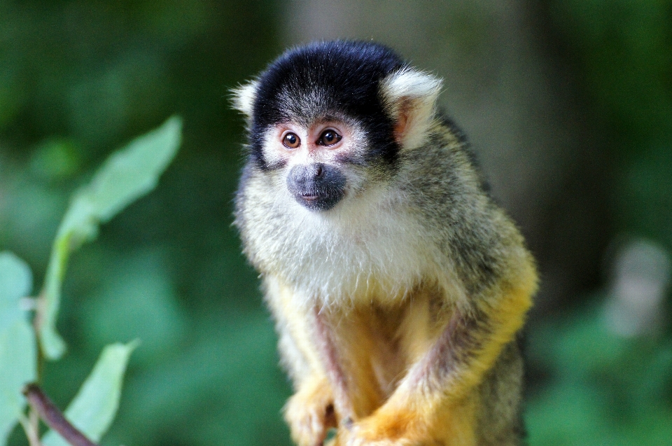 木 自然 動物 かわいい