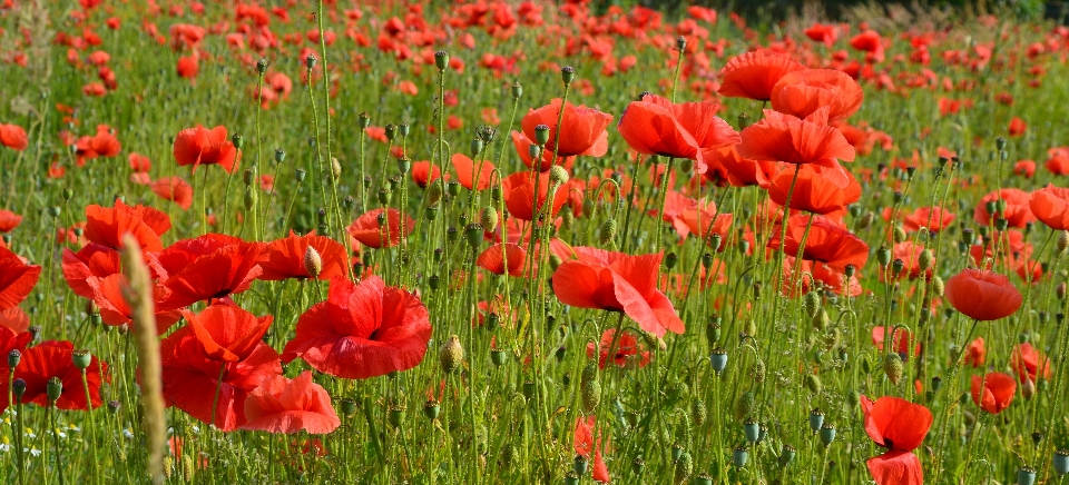 Landschaft natur blüte anlage