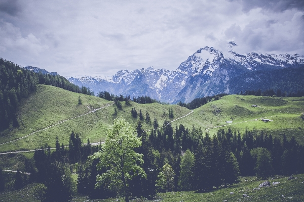 Landscape tree nature forest Photo