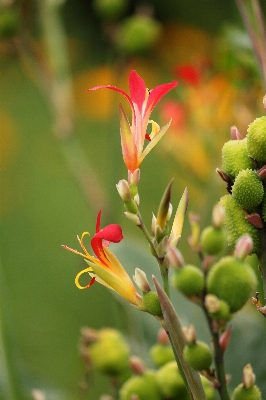 Nature blossom plant leaf Photo