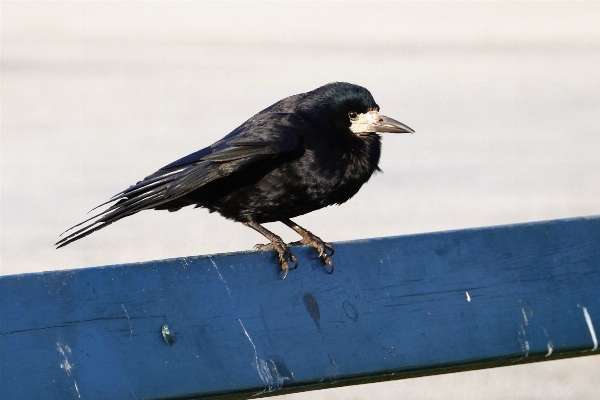 Natur draussen vogel flügel Foto