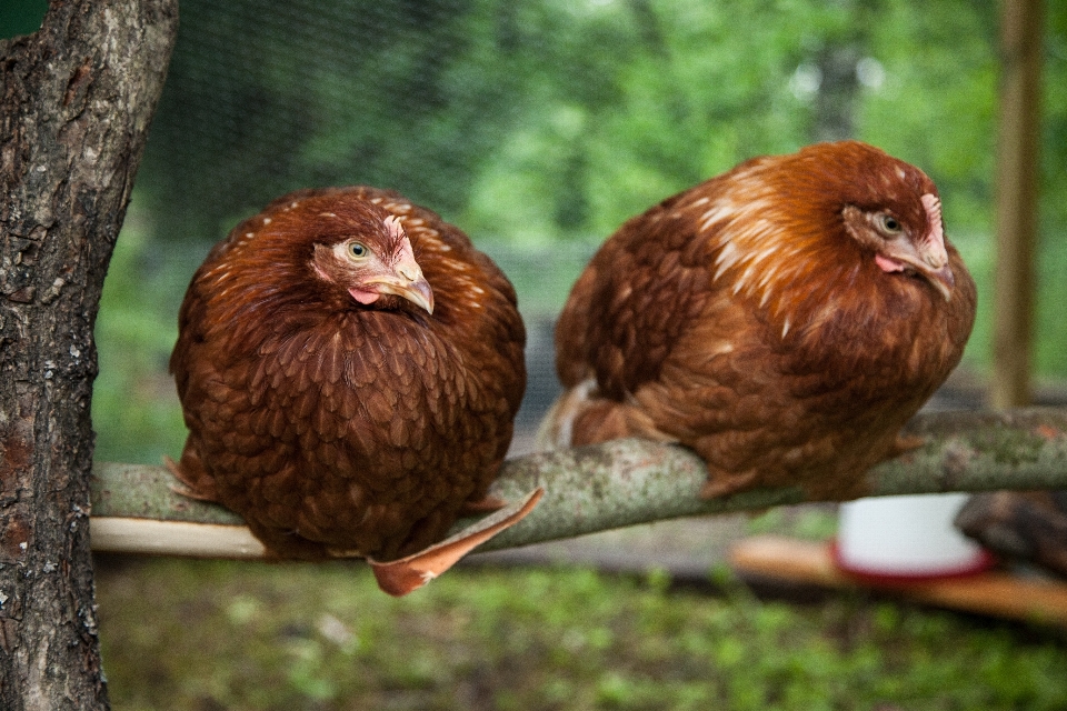 Nature herbe oiseau cultiver