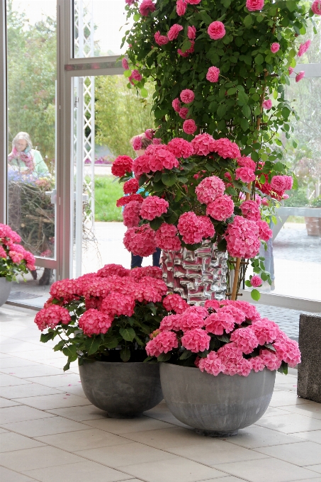 Plantar flor decoração rosa