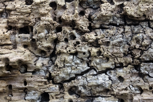 Rock structure wood texture Photo