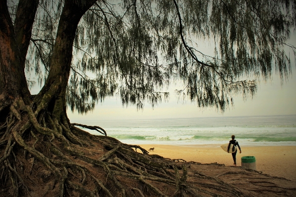 Beach tree water nature Photo