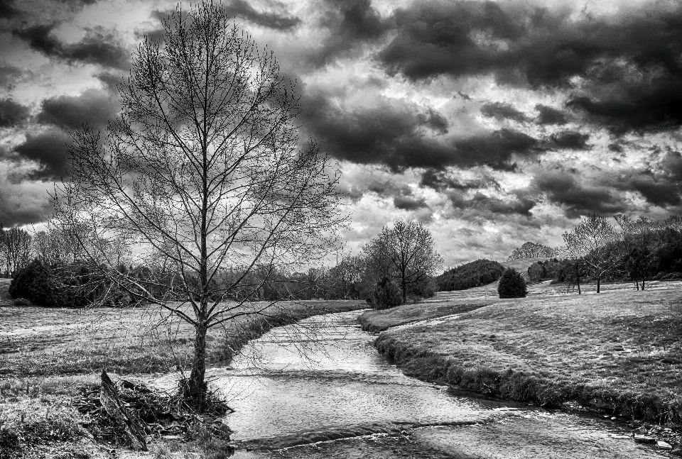 Landscape tree nature forest