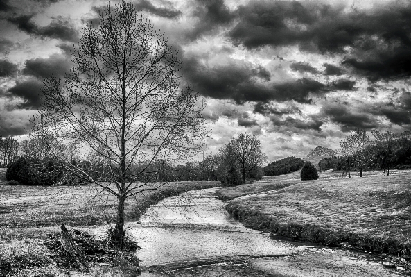 Landscape tree nature forest Photo