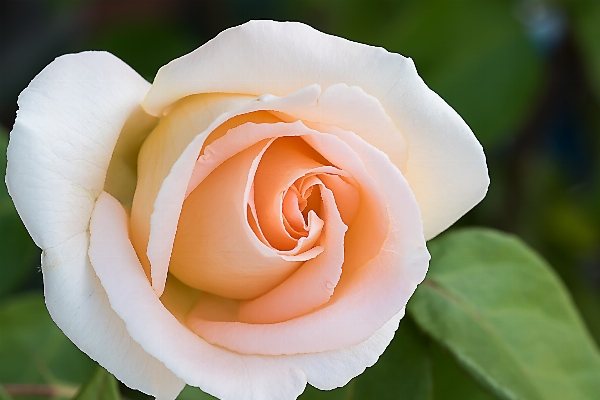 Blossom plant white flower Photo