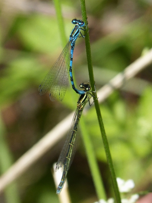 Aile vert insecte fauna