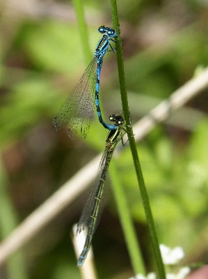 羽 緑 虫 fauna 写真