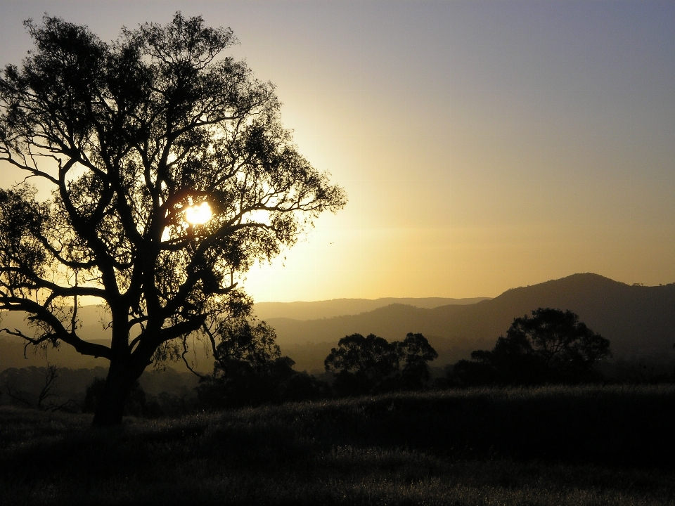 Landschaft baum natur horizont