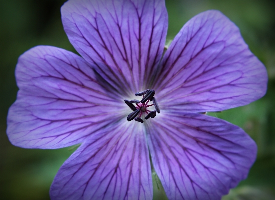 Nature blossom plant photography Photo