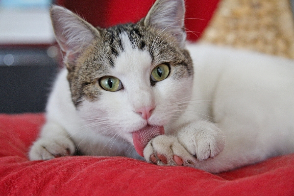 Foto Animale domestico gattino gatto