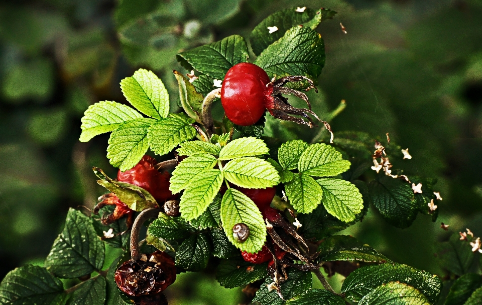 Nature branch plant fruit