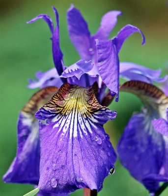 Water nature blossom plant Photo