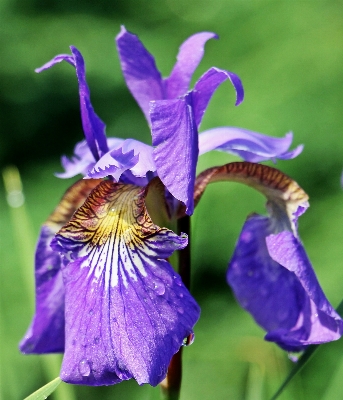 Water nature blossom plant Photo