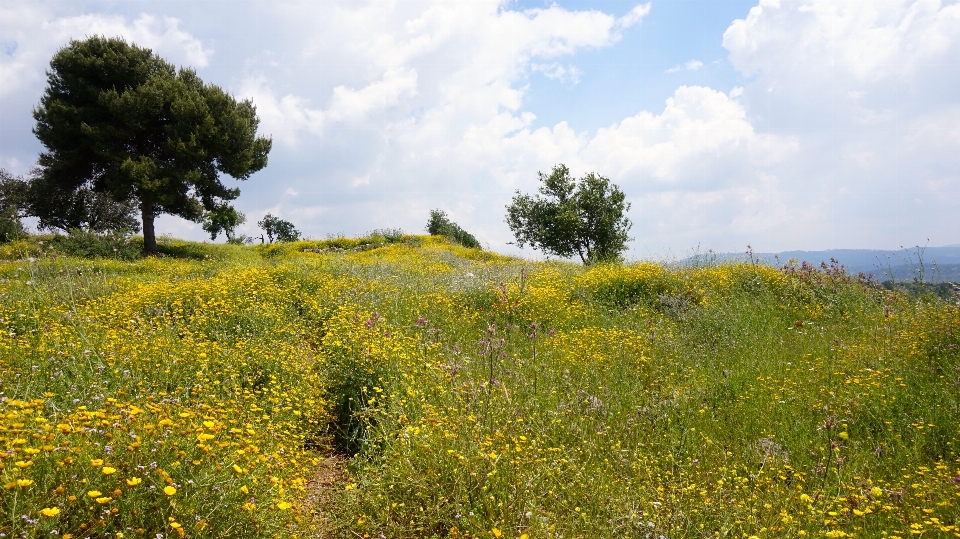 Paysage arbre nature herbe