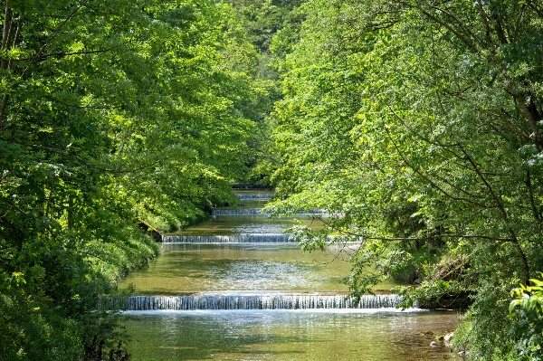 Tree water nature forest Photo