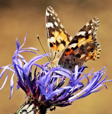 Doğa çiçek bitki açmak Fotoğraf