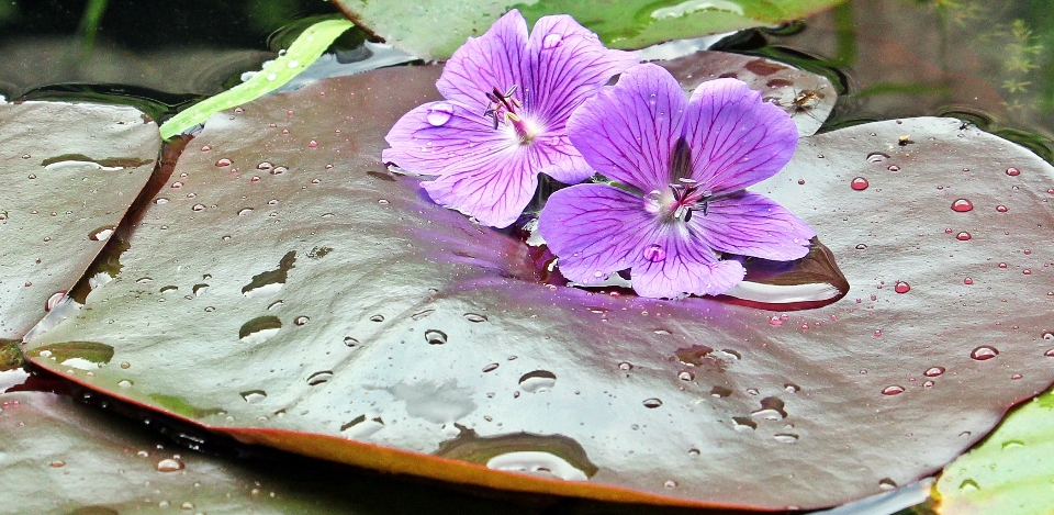 Water nature blossom plant