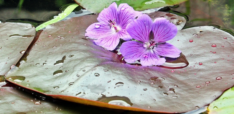 Water nature blossom plant Photo