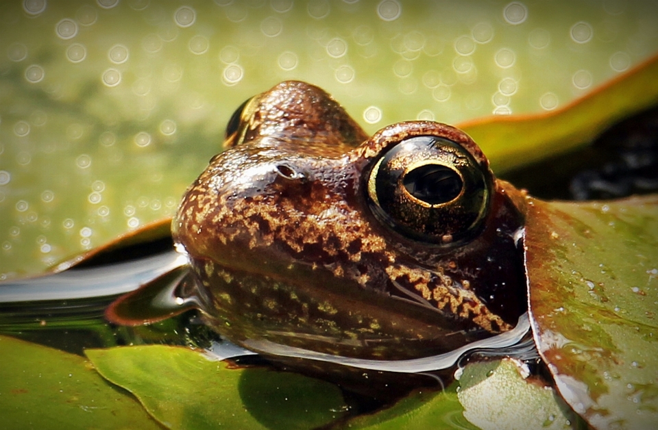 вода природа растение дождь