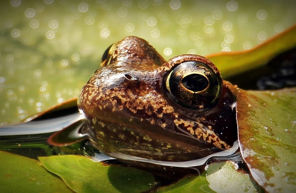 Water nature plant rain Photo