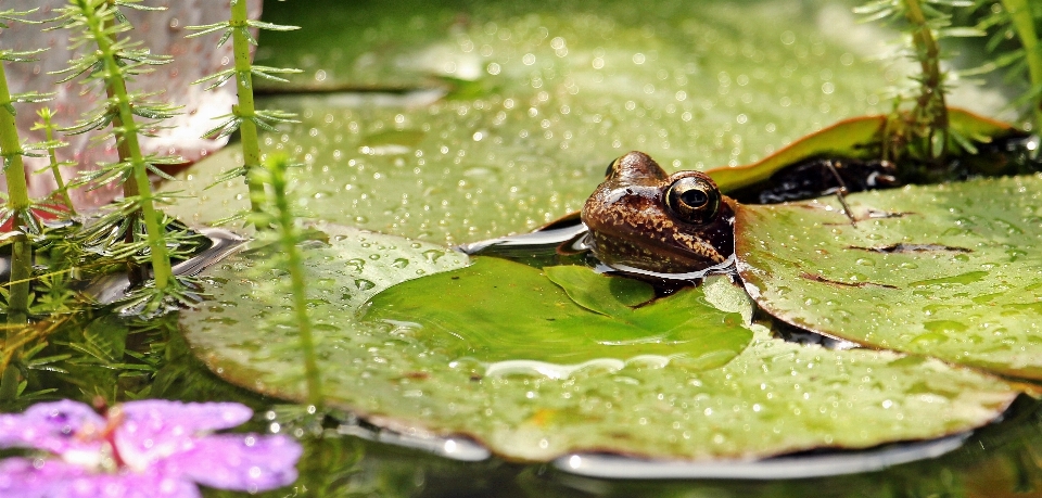 Agua naturaleza planta lluvia